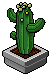 Small Cactus