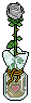 White Rose