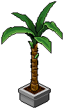 Yucca Plant