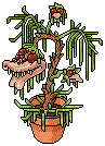 Rare Monster Plant