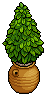Santorini Shrubbery