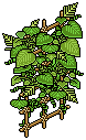 Tiki Wallplant