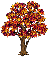 Ancient Maple Tree