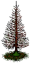 Old Christmas Tree