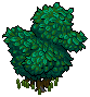 Duck Shrub