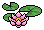 Floating water Lilies