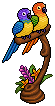 Lovebirds of Paradise