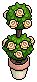 Potted Rosebush
