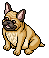 Frenchie