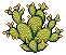 Flowered Cactus