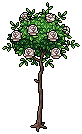 White Rose Bush