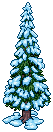 Snowy Pine