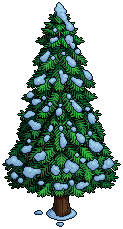 Bushy Pine Tree