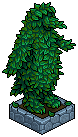 Penguin Topiary