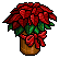 Christmas Poinsettia