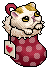 Exotic Shorthair Kitten