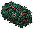 Frosted Holly Bush