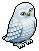 Snowy Owl