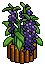 Harmony Garden Plant